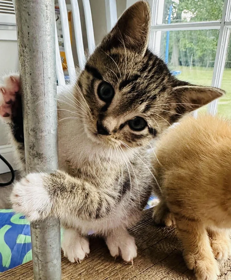 A baby medium-sized male Tabby (Brown / Chocolate) Domestic Short Hair cat named Felix for adoption in Fort Payne, AL