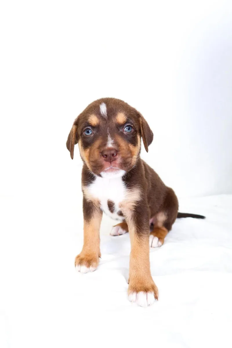 A baby medium-sized female Brown / Chocolate Shepherd dog named Cocoa Puff for adoption in Bixby, OK