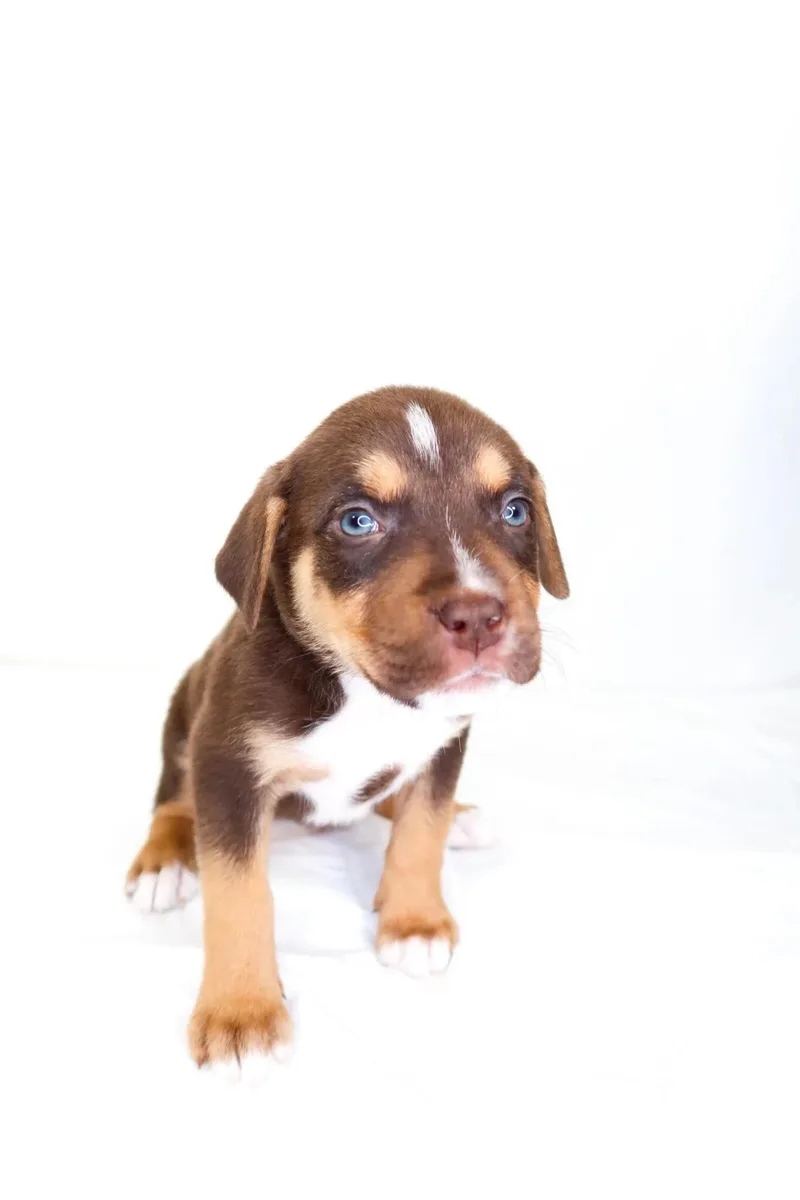 Cocoa Puff thumbnail 2