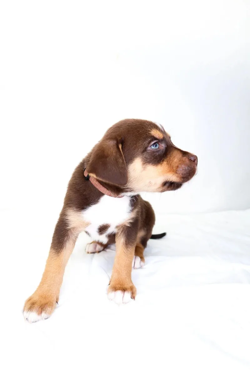 Cocoa Puff thumbnail 3