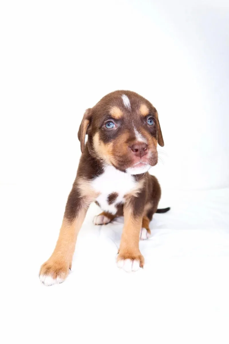 Cocoa Puff thumbnail 4