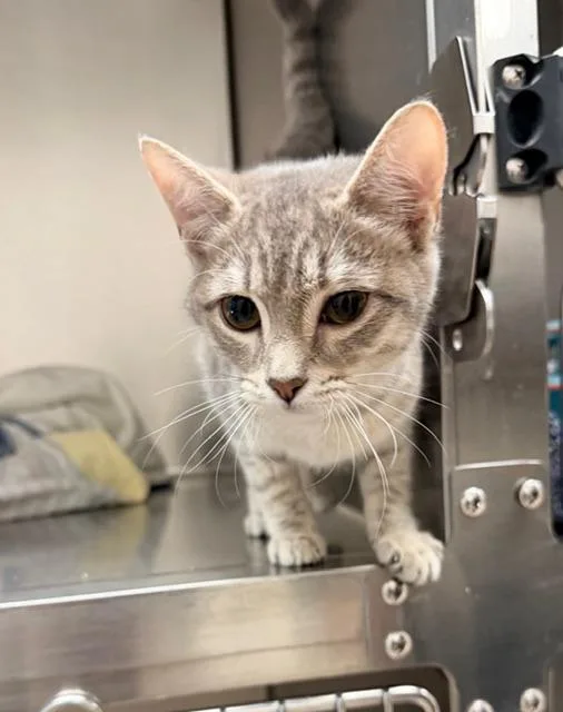 A baby medium-sized female Domestic Short Hair cat named Frida for adoption in Madison, GA