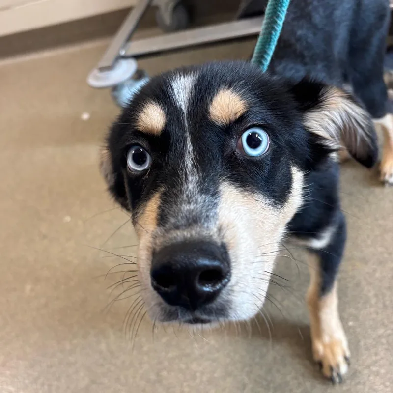 A baby small-sized male Black Husky dog named Dryver for adoption in Council Bluffs, IA