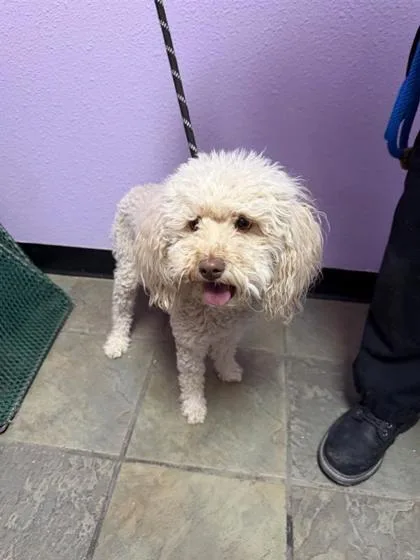 A young small-sized female Yellow / Tan / Blond / Fawn Miniature Poodle dog named 60830854 for adoption in El Paso, TX