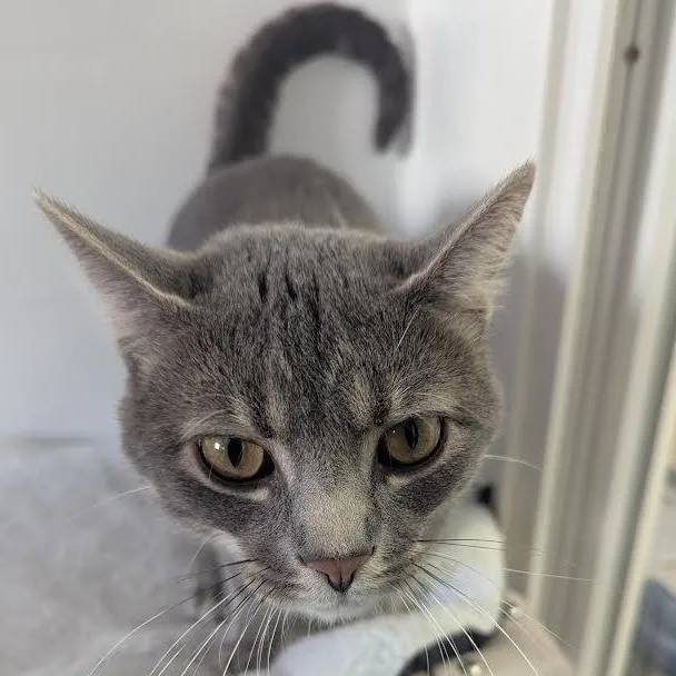 A young medium-sized male Gray / Blue / Silver American Shorthair cat named Booze for adoption in Blue Earth, MN