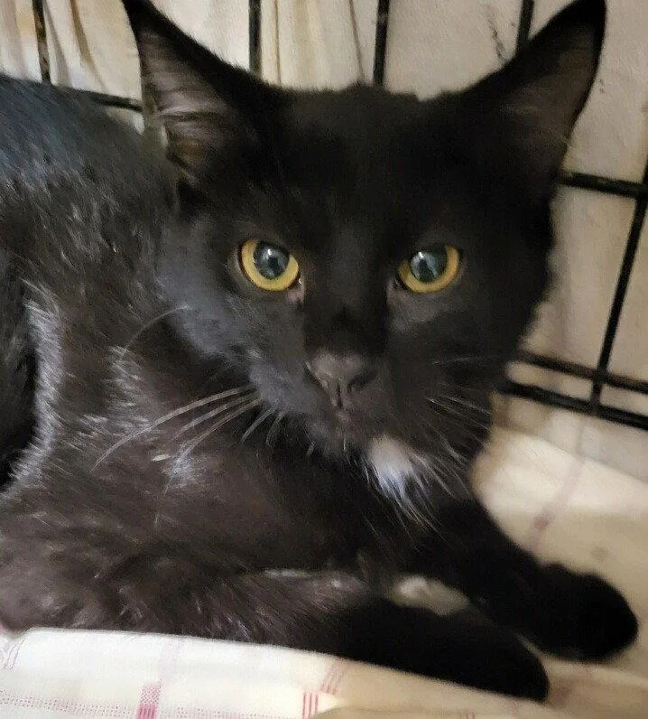 An adult medium-sized male Black Domestic Short Hair cat named Barry for adoption in Oviedo, FL