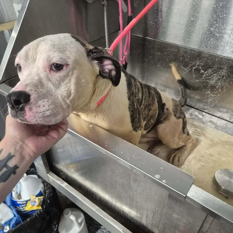 A young medium-sized female Brindle Pit Bull Terrier dog named Rogue for adoption in Dover, AR