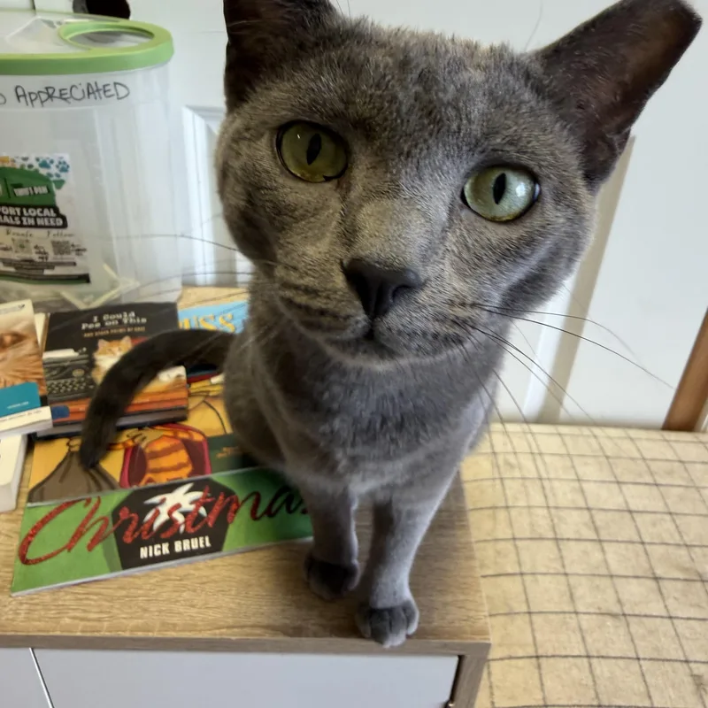 An adult medium-sized female Gray / Blue / Silver Russian Blue cat named Pheonix for adoption in Broken Arrow, OK