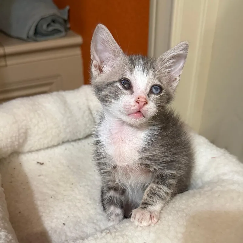 A baby small-sized male Gray / Blue / Silver Domestic Short Hair cat named Risoni for adoption in Austin, TX