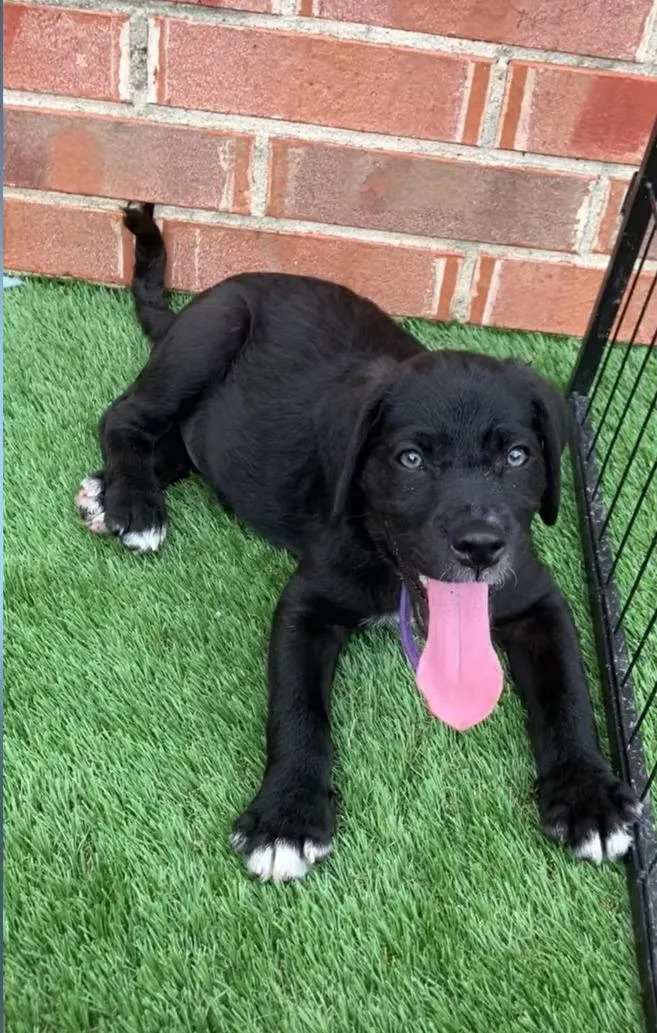 A baby large-sized male Labrador Retriever dog named Ryuk for adoption in Anna, TX