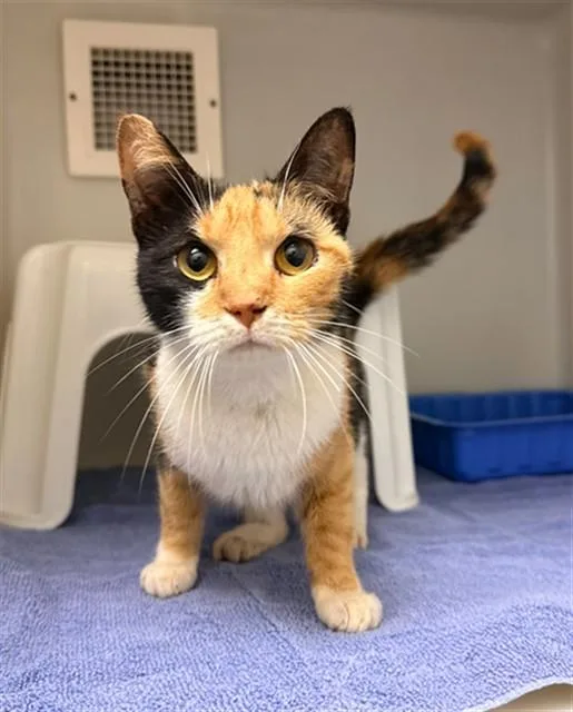A young medium-sized female Domestic Short Hair cat named Harper for adoption in Statesville, NC