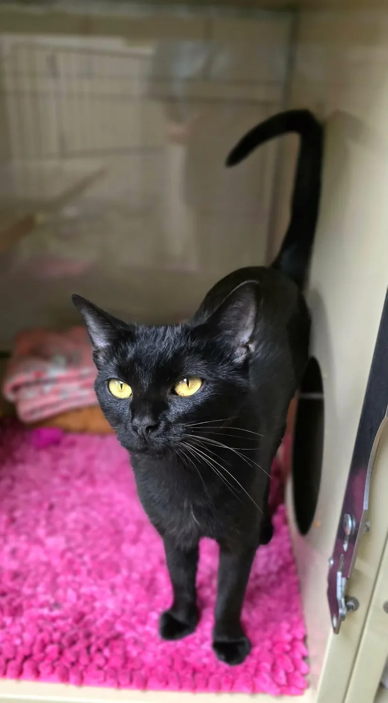 An adult medium-sized female Black Domestic Short Hair cat named Pixie for adoption in New Castle, PA