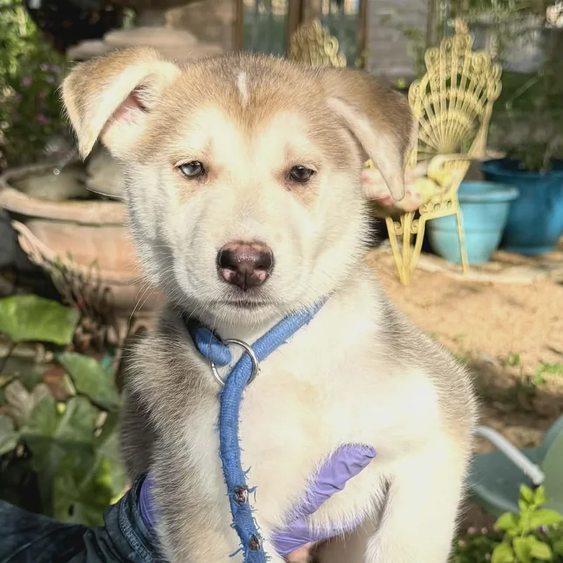 Maverick