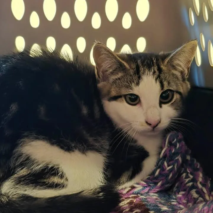A young small-sized female Black Domestic Short Hair cat named Ferncloud for adoption in Winthrop, ME