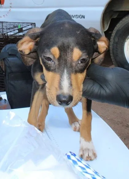 A young small-sized female Chihuahua dog named Snipper for adoption in Seneca, SC
