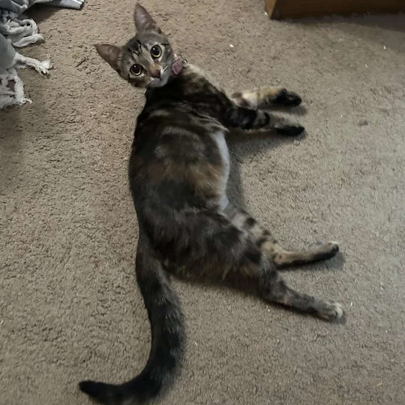 An adult medium-sized female Domestic Short Hair cat named Lily for adoption in Springfield, MO