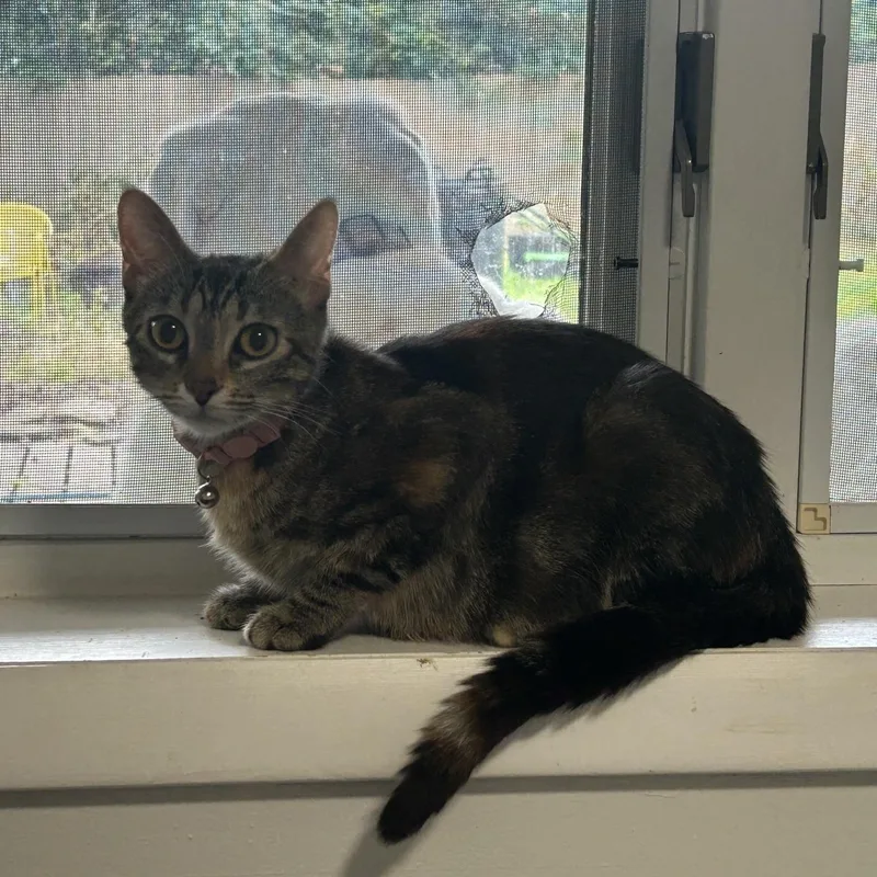 Lily thumbnail 6