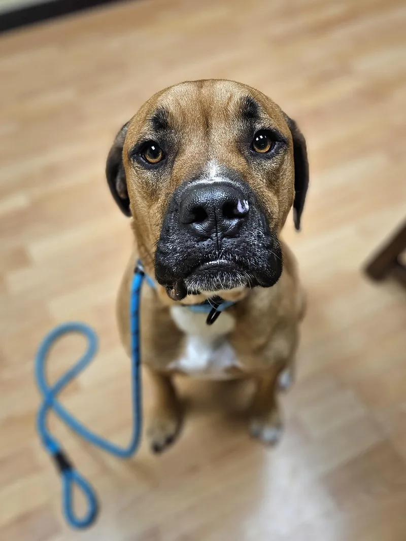 Chase    thumbnail 3