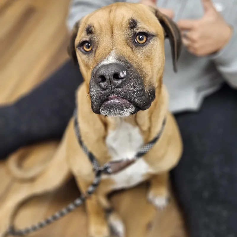 Chase    thumbnail 5