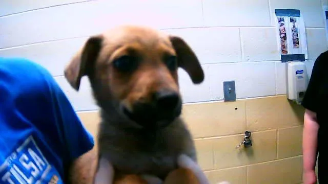 A baby small-sized male German Shepherd Dog dog named Oak for adoption in Tulsa, OK