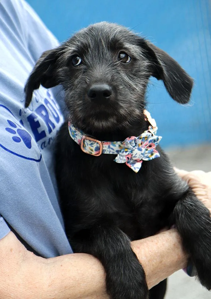 A baby medium-sized female Black German Shepherd Dog dog named Eloise for adoption in Kansas City, KS