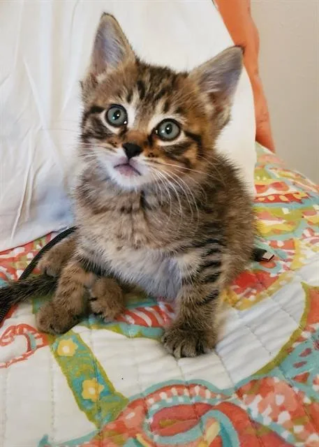 A baby small-sized male Domestic Short Hair cat named Sam for adoption in West Valley City, UT
