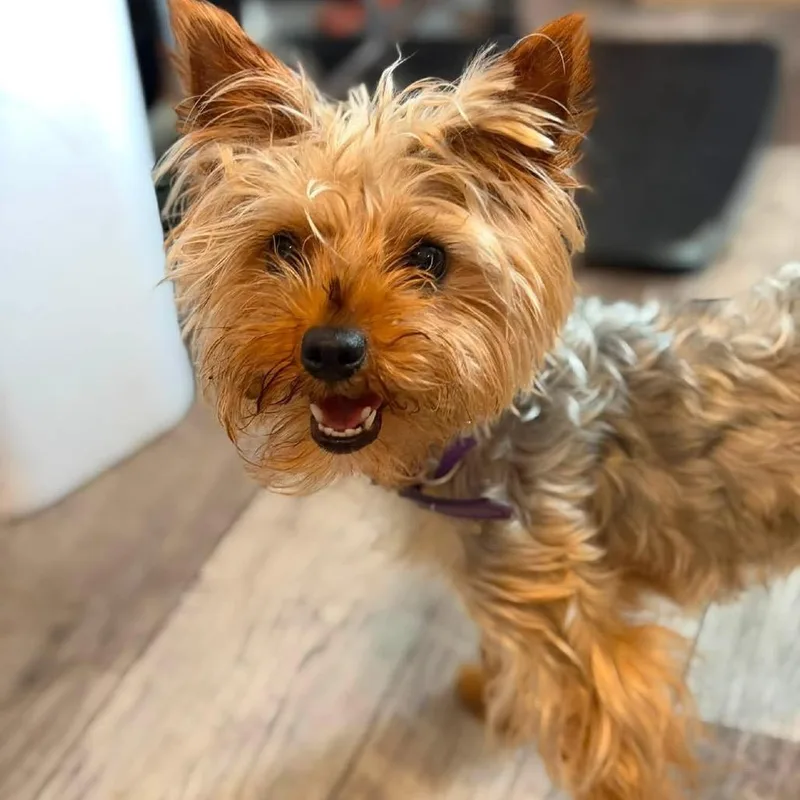 An adult small-sized female Gray / Blue / Silver Yorkshire Terrier dog named Starlight for adoption in New Orleans, LA