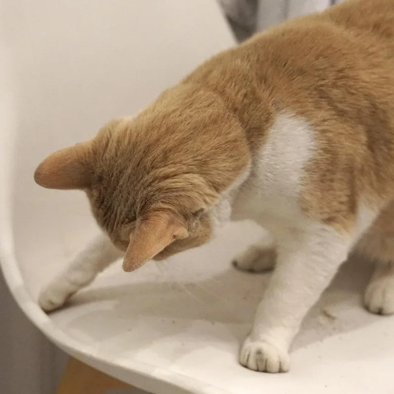 An adult extra large-sized male Orange / Red Domestic Short Hair cat named Sunny Morales for adoption in Philadelphia, PA