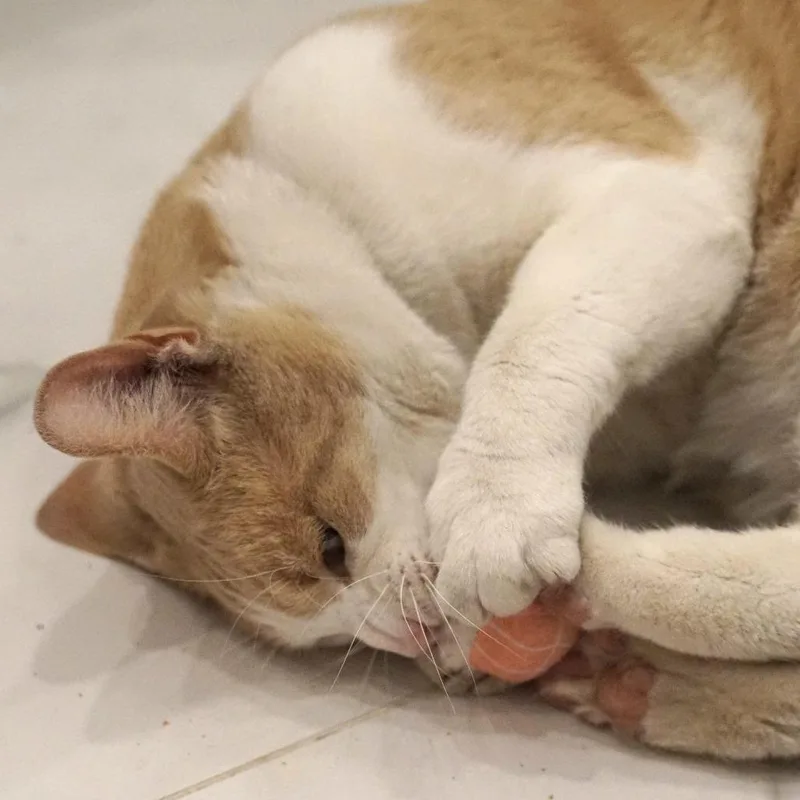 Sunny Morales thumbnail 2