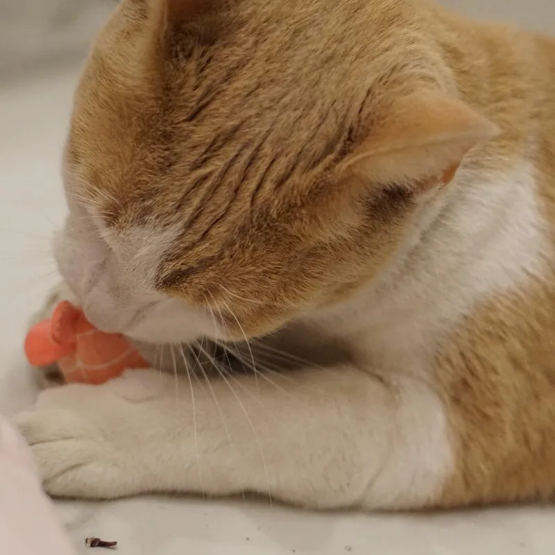 Sunny Morales thumbnail 6