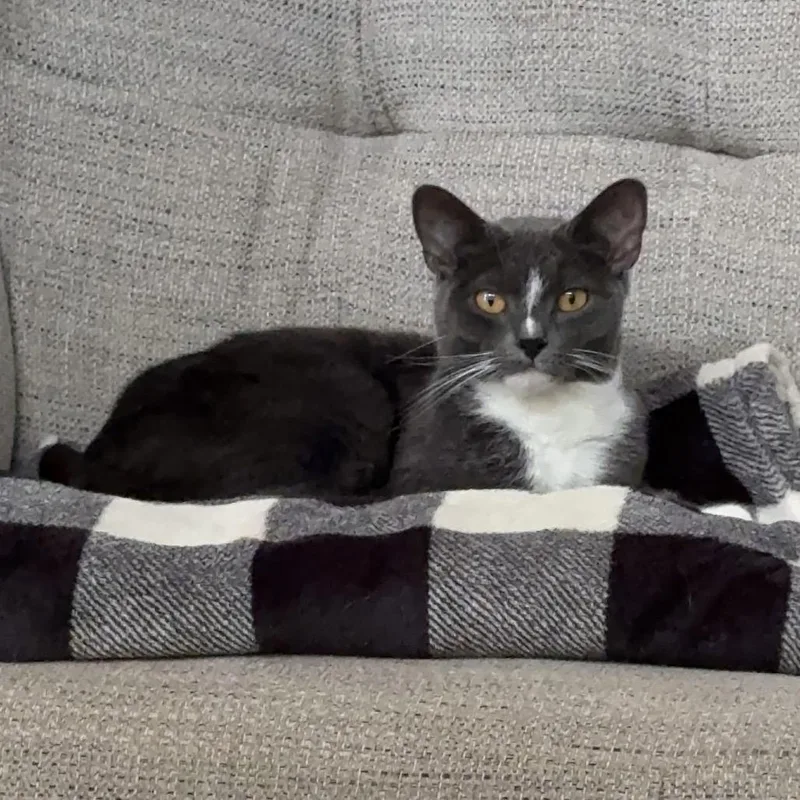 An adult small-sized male Gray / Blue / Silver Domestic Short Hair cat named Fefe Found for adoption in Rochester, MN