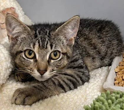 A baby small-sized female Domestic Short Hair cat named Toes for adoption in Cumming, GA