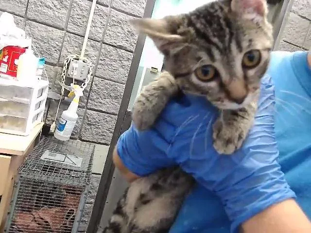 A baby small-sized male Domestic Short Hair cat named Gravy for adoption in Tulsa, OK