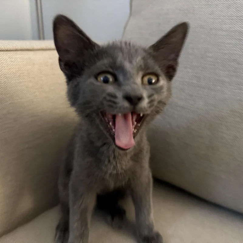A baby small-sized female Gray / Blue / Silver Domestic Short Hair cat named Small Fry for adoption in Jupiter, FL