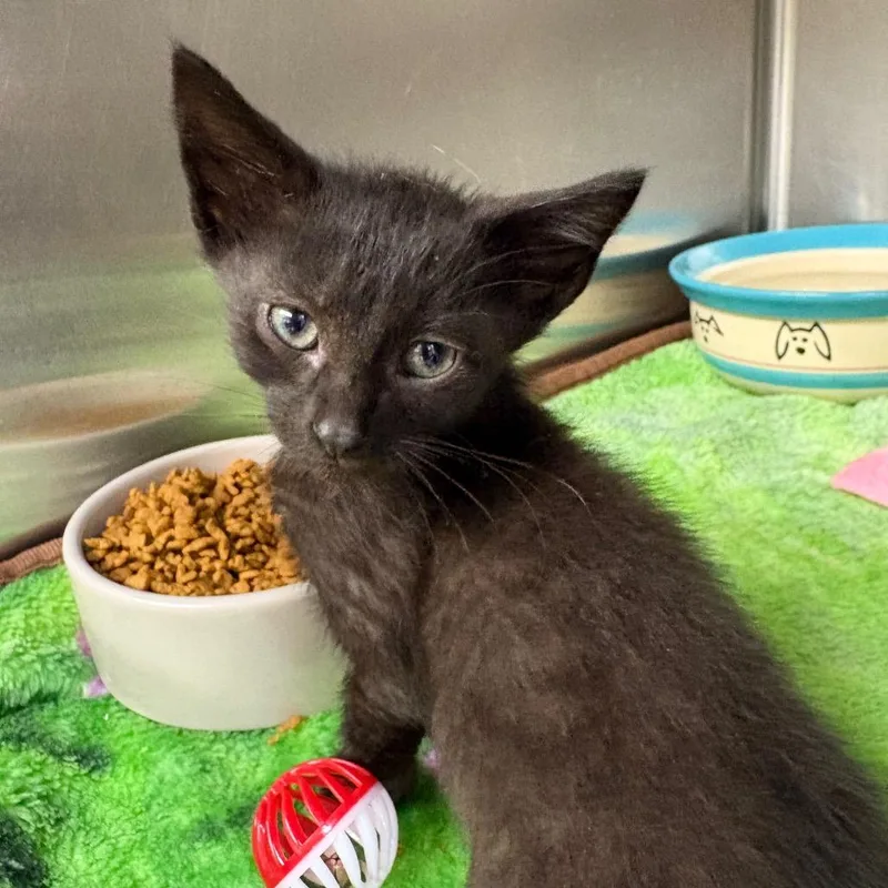 A baby small-sized male Black Domestic Short Hair cat named Nino for adoption in Springfield, IL