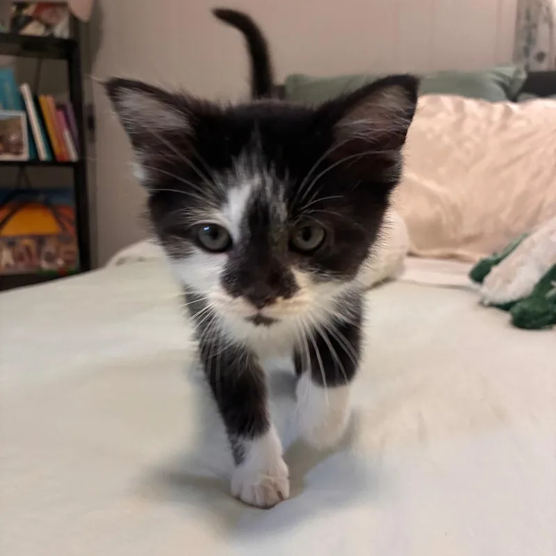 A baby small-sized male Black Domestic Short Hair cat named Samiam for adoption in Chattanooga, TN
