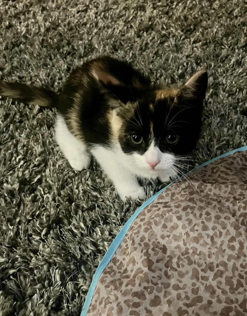 A baby small-sized female Domestic Short Hair cat named Luchadora for adoption in South Pasadena, CA