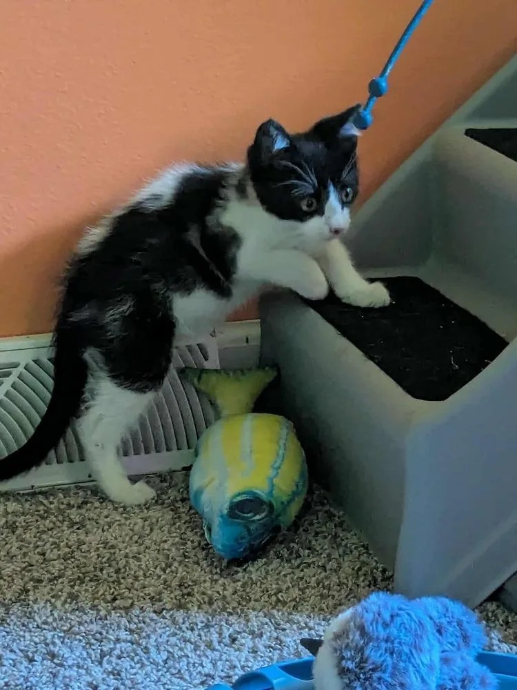 Jackson Pollock thumbnail 3