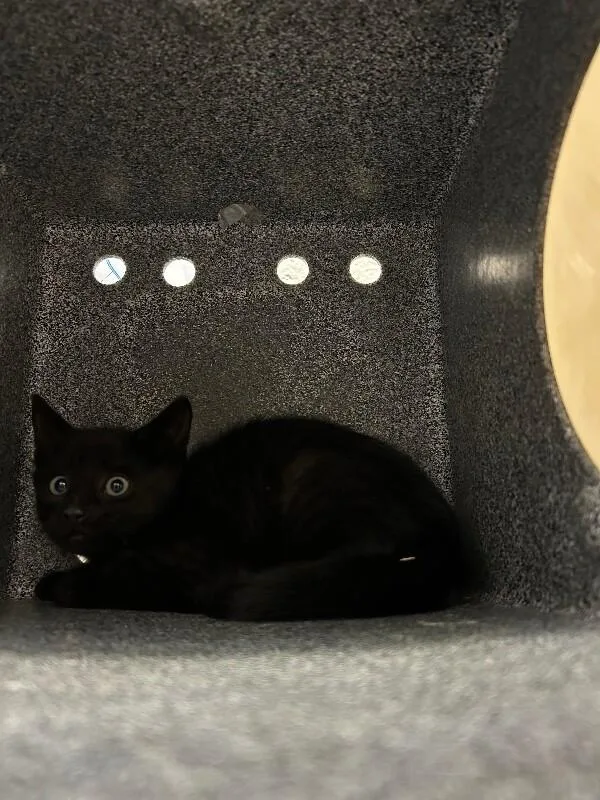 A baby small-sized male Black Domestic Short Hair cat named Burnt Pancake for adoption in Fruit Heights, UT