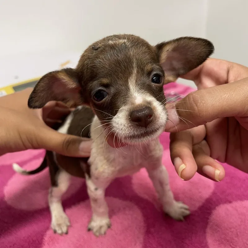 A baby small-sized male Chihuahua dog named Pickled Asparagus for adoption in Austin, TX