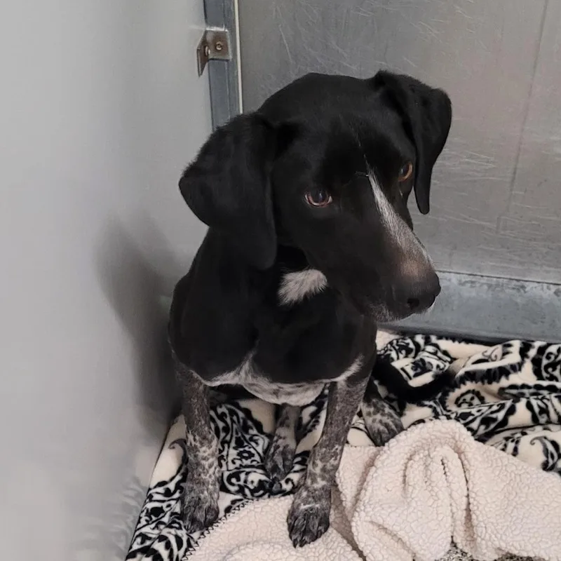 A senior medium-sized male Black Bluetick Coonhound dog named Chip for adoption in Murray, UT