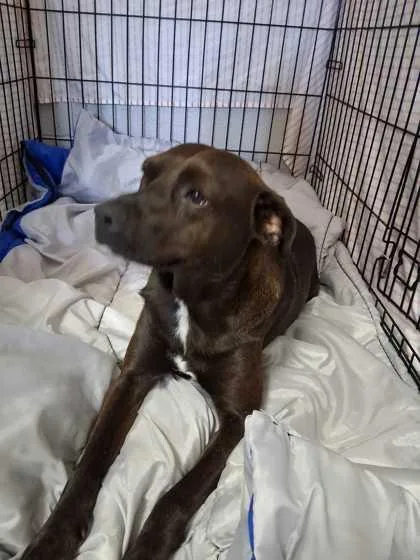 An adult medium-sized male Hound dog named LowKey for adoption in Sevierville, TN