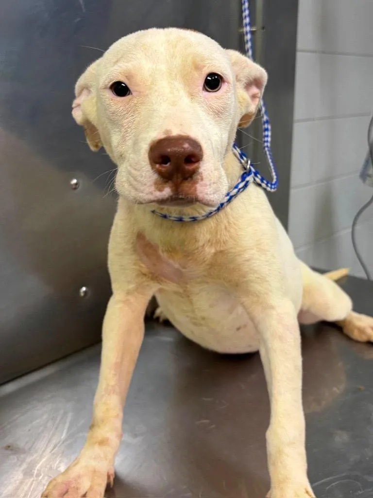 A baby medium-sized female Mixed Breed dog named Lafayette for adoption in Tifton, GA