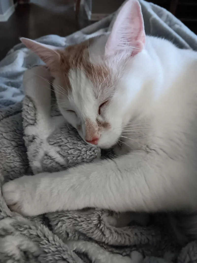 Ziggy