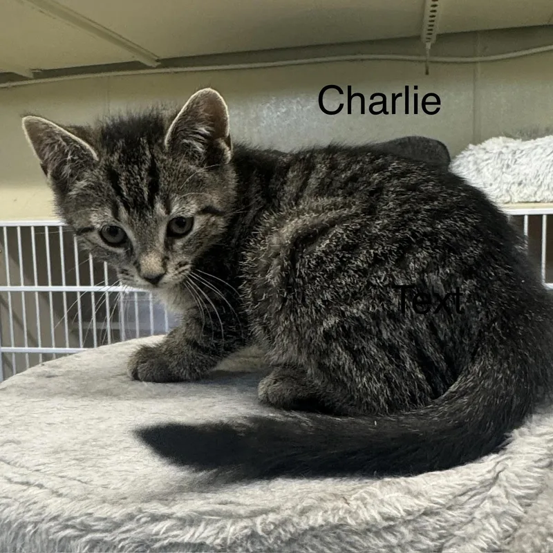 Charlie