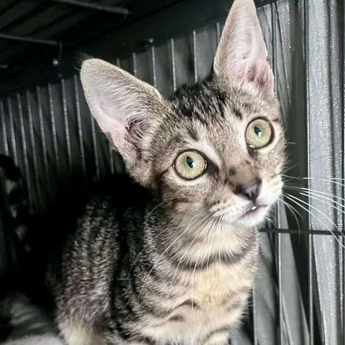 A baby small-sized female Brown / Chocolate Domestic Short Hair cat named Abilene for adoption in Winchester, VA