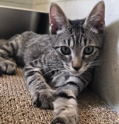 A baby small-sized male Domestic Short Hair cat named Sweet Boy for adoption in Honolulu, HI