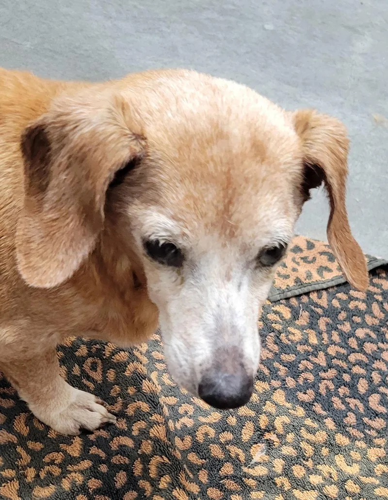 Genevieve Pearl thumbnail 2