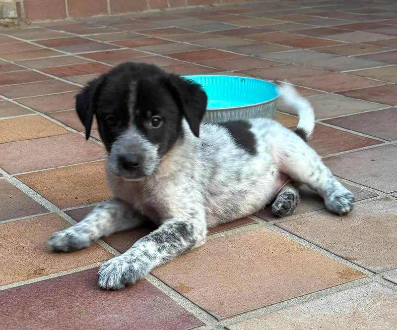 A baby large-sized female Australian Cattle Dog / Blue Heeler dog named Wedge for adoption in New Baltimore, MI
