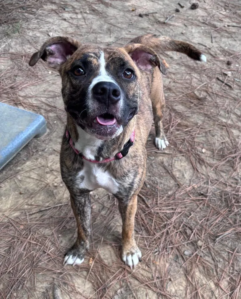A young medium-sized female Boxer dog named Katy for adoption in Little Rock, AR